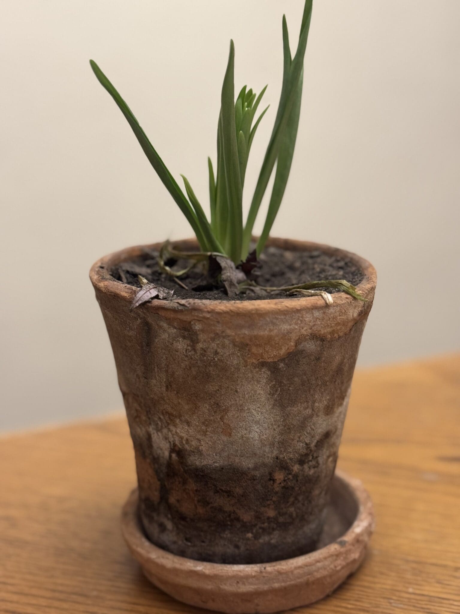 Young plant in rustic terracotta pot.