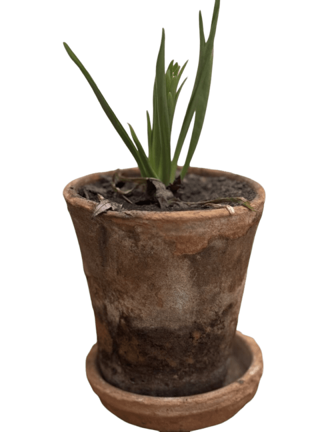 Small plant in terracotta pot.