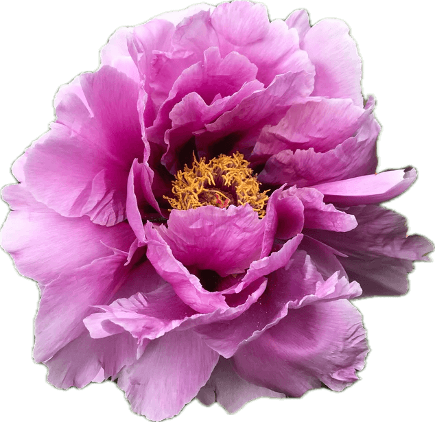 Pink peony flower in full bloom.