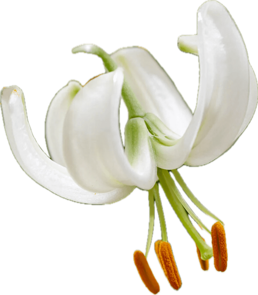 White lily flower with orange pollen.