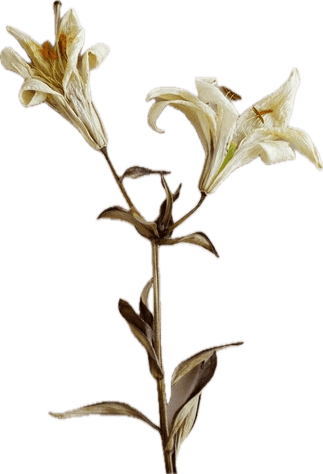 Two dried lilies on a stem.