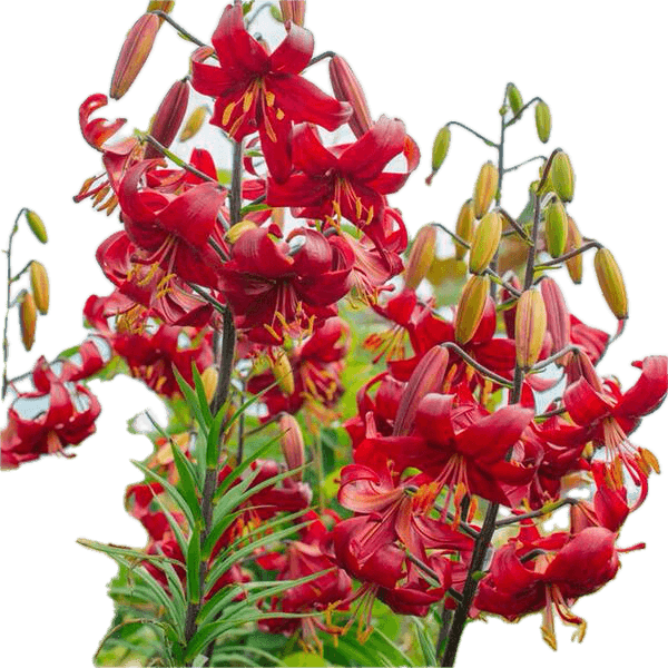 Cluster of vibrant red lilies in bloom.