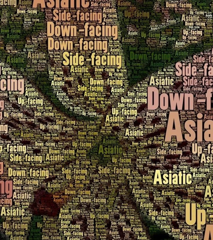 Word cloud: Asiatic, up-facing, down-facing.