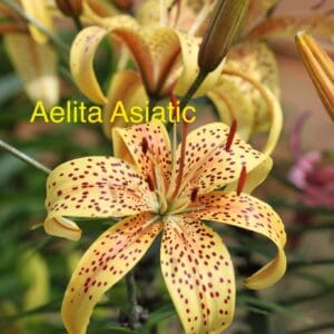Yellow Asiatic lily with spotted petals.