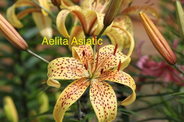 Yellow Asiatic lily with spotted petals.