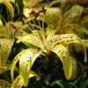 Yellow lilies with brown speckles in bloom.