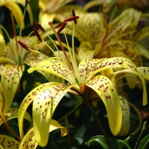 Speckled yellow lily close-up with stamens