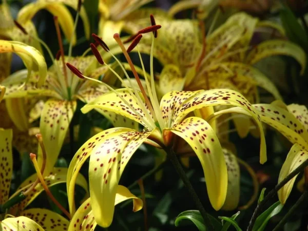 Yellow lilies with brown speckles in bloom.