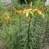 Yellow lilies blooming in a garden.