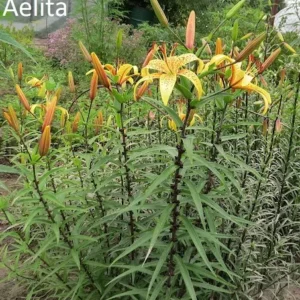Row of orange lily buds and blooms