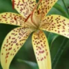 Yellow lily with brown speckles in bloom.