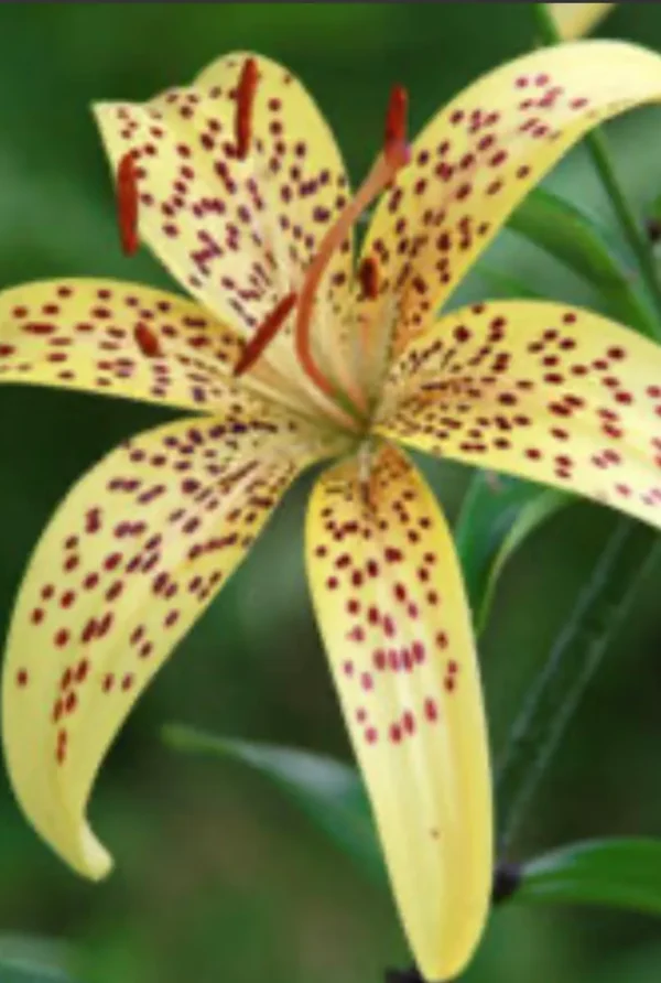 Yellow lily with brown speckles in bloom.