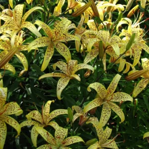 Yellow speckled lilies in full bloom.