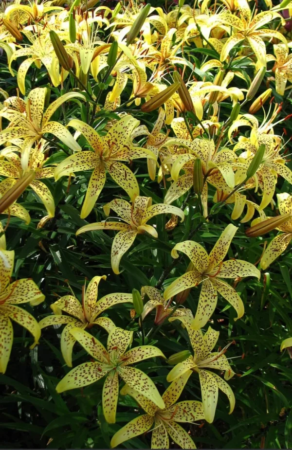 Yellow speckled lilies in full bloom.