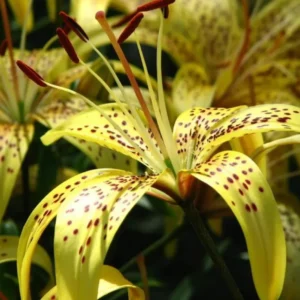 Yellow lily with dark spots in bloom.
