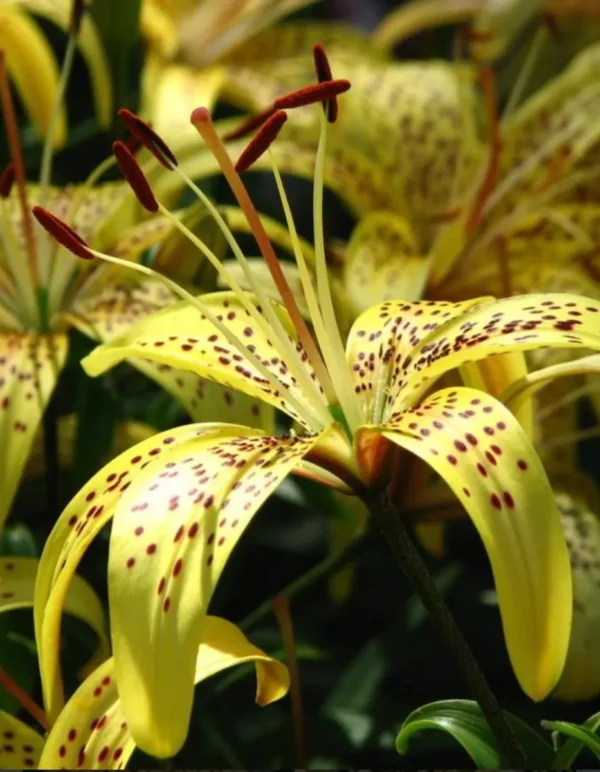 Yellow lily with dark spots in bloom.