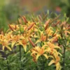 Yellow lilies blooming in a garden setting.