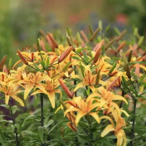 Cluster of speckled orange-yellow lilies