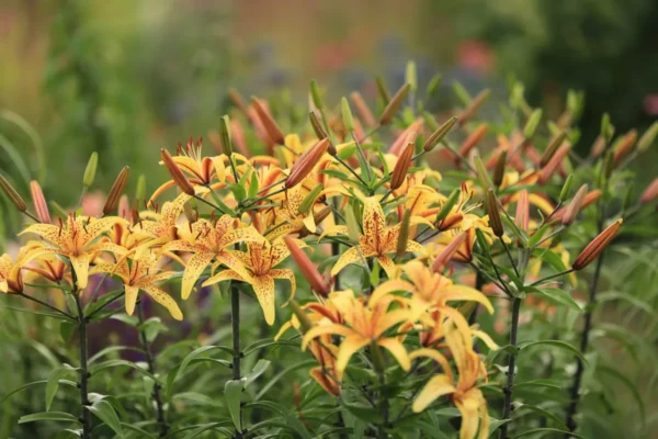 Yellow lilies blooming in a garden setting.