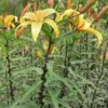 Yellow lilies blooming in a garden.