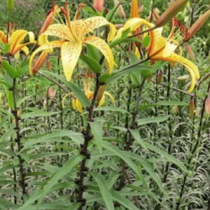Speckled orange yellow lilies on tall stems
