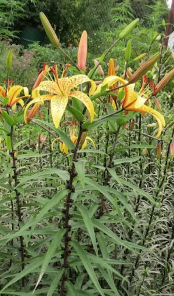 Yellow lilies blooming in a garden.