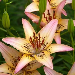 Pink and yellow lilies in full bloom.