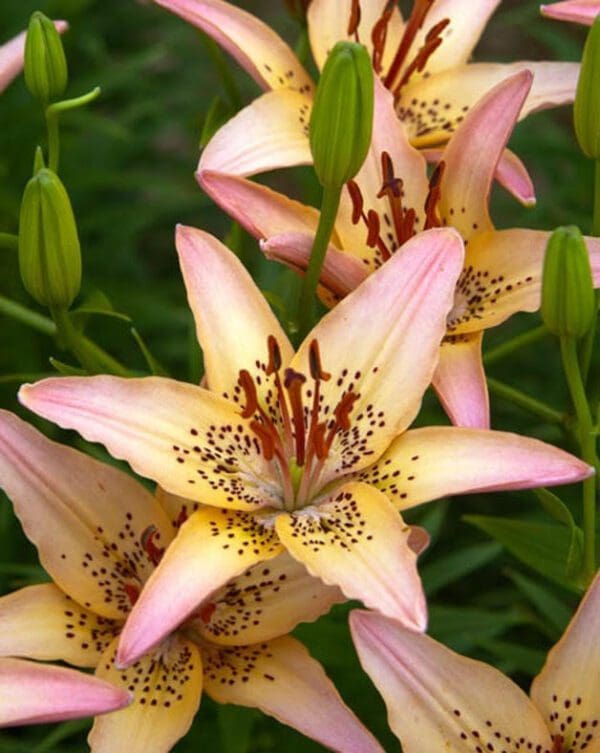 Pink and yellow lilies in full bloom.