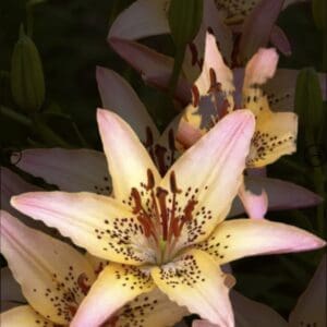 Close-up of delicate pink lily blossoms