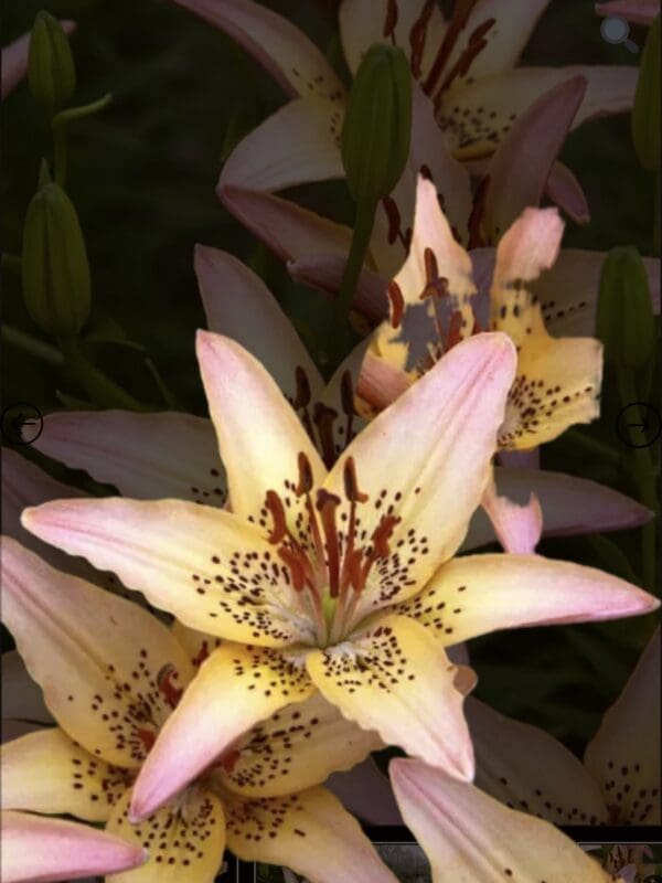 Close-up of delicate pink lily blossoms