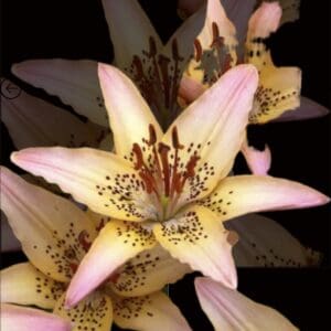 Cluster of pink lilies with speckles