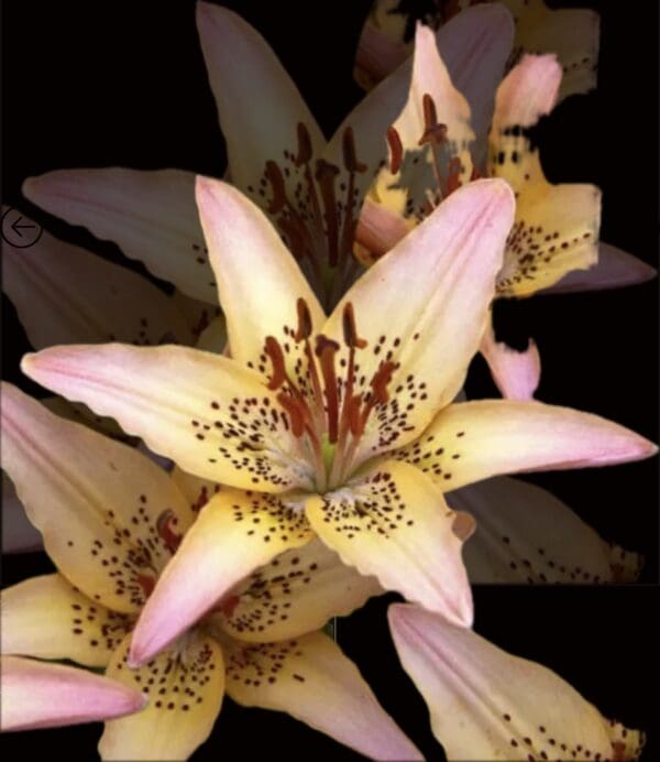 Cluster of pink lilies with speckles