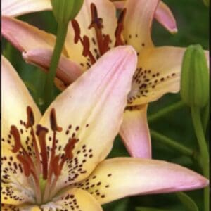 Pink lilies with green buds in garden