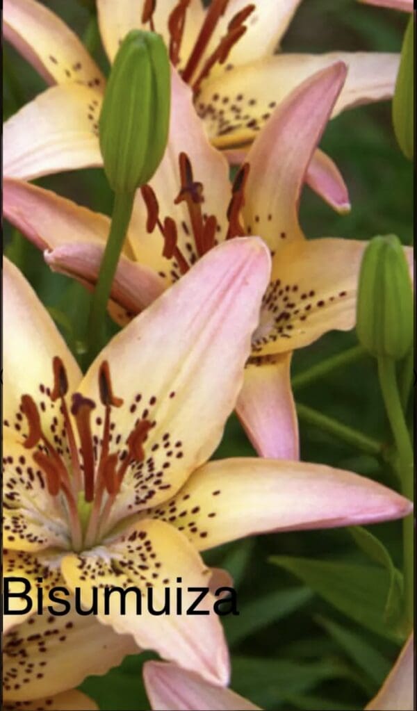 Pink lilies with green buds in garden