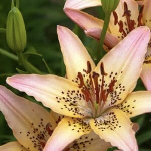 Delicate peach lilies with dark speckles.