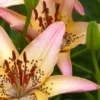Pink and yellow lilies with green buds.
