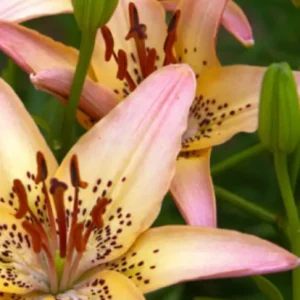 Pink and yellow lilies with green buds.