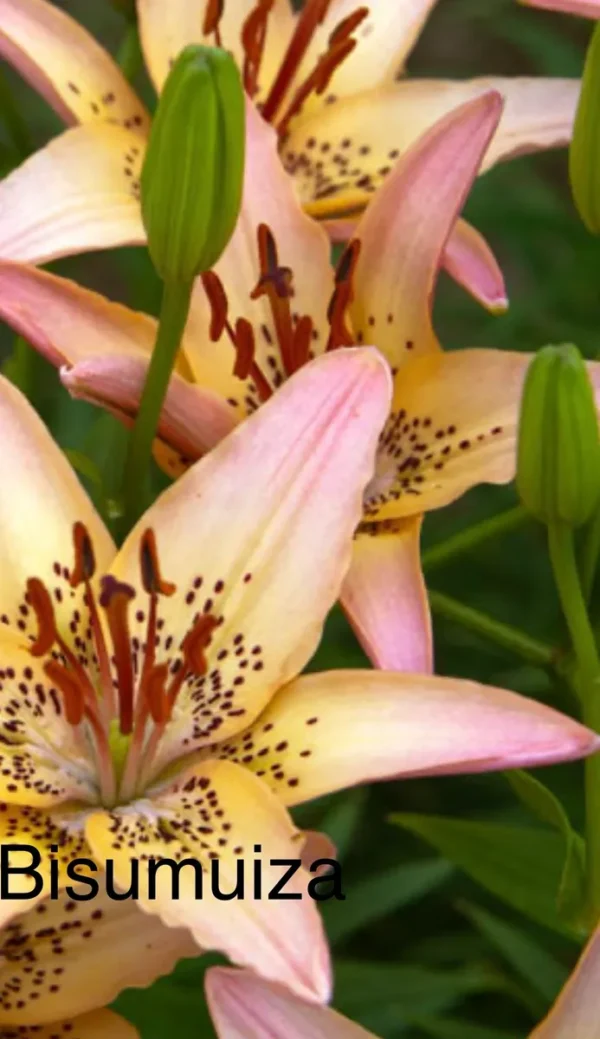Pink and yellow lilies with green buds.