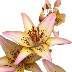 Pink and yellow lilies on black background.