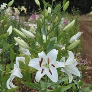 White lilies blooming in a garden.