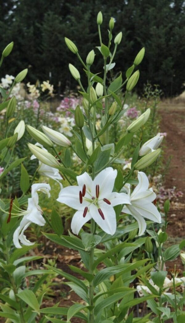 White lilies blooming in a garden.