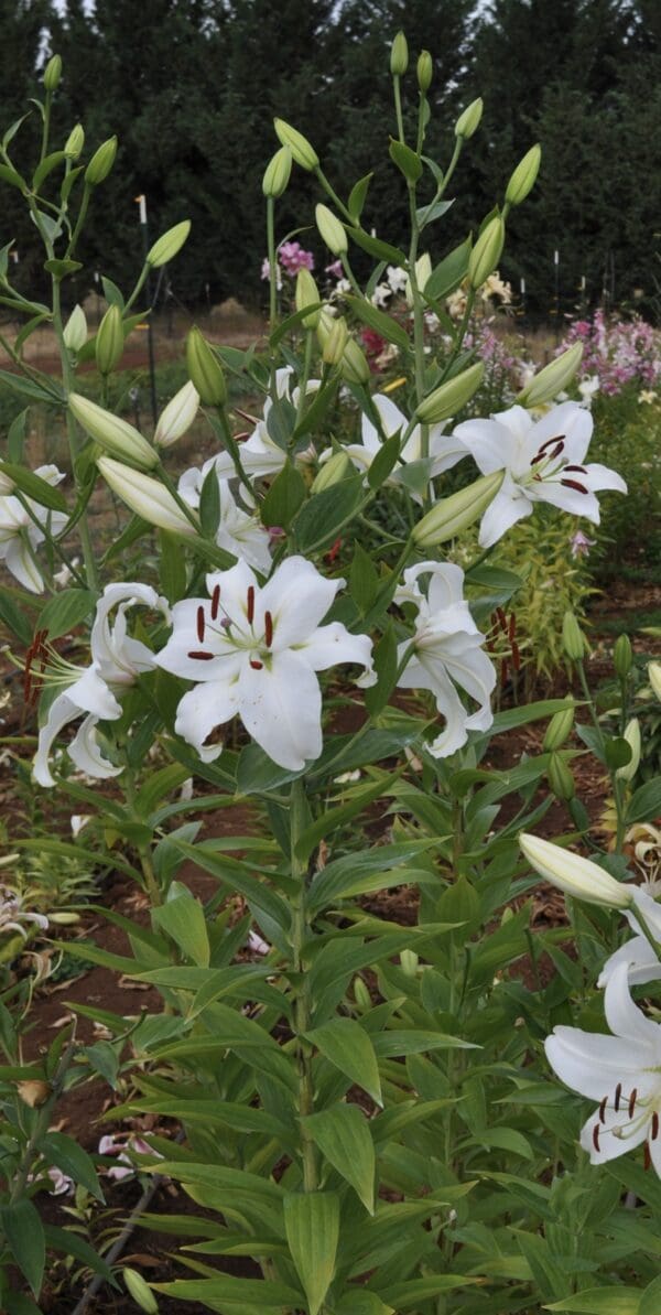 White lilies blooming in a garden setting.