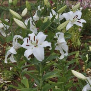 White lilies blooming in a garden setting.
