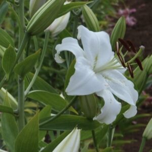 White lily among green leaves in garden.