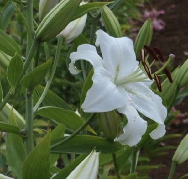 White lily among green leaves in garden.