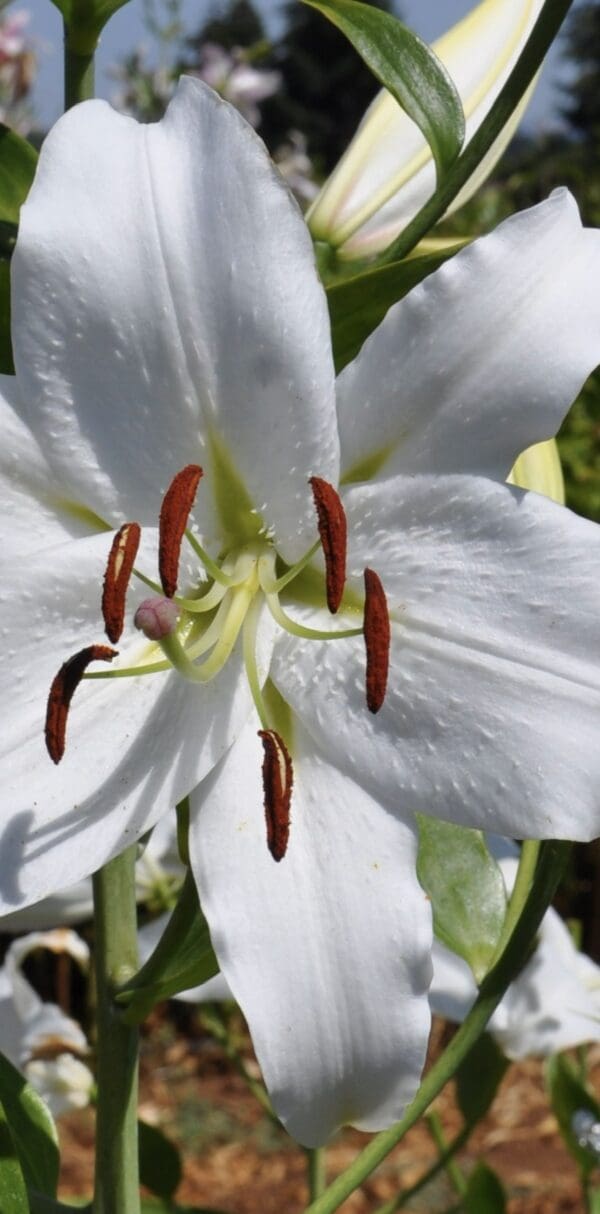 White lily flower with green leaves outdoors.
