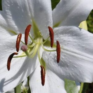 White lily flower with green leaves outdoors.