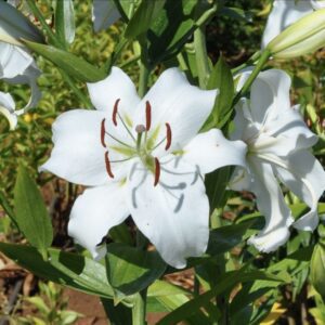 White lilies with green leaves in sunlight.