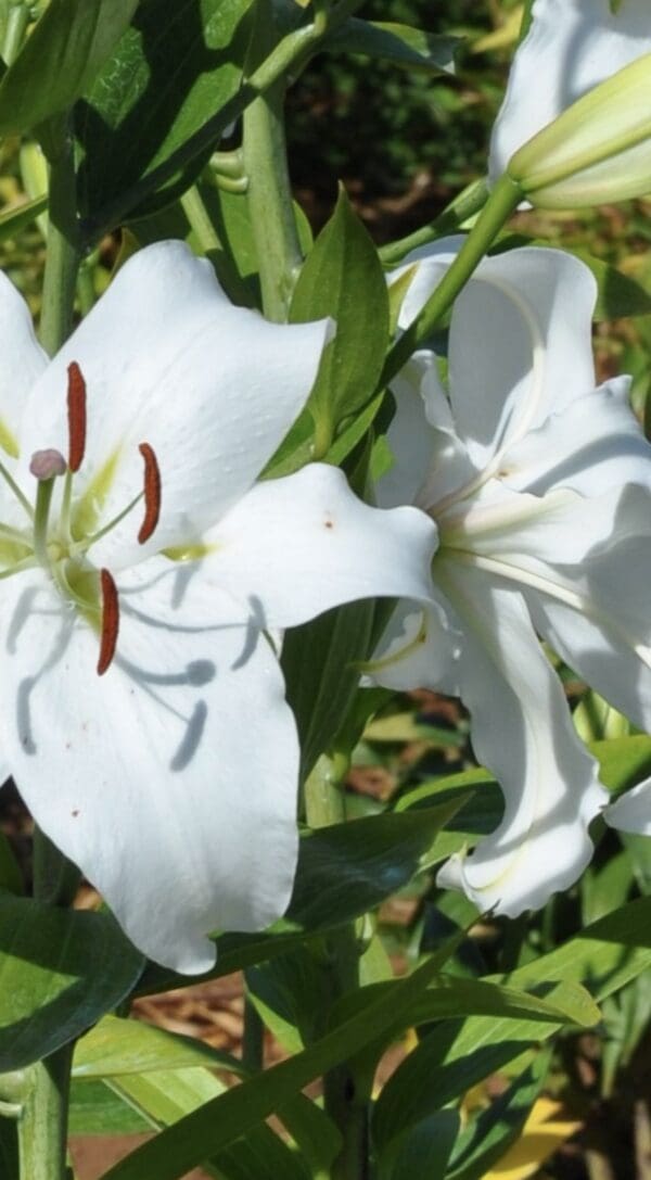 White lily flowers with green leaves.