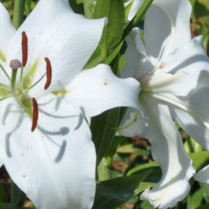 White lily flowers with green leaves.